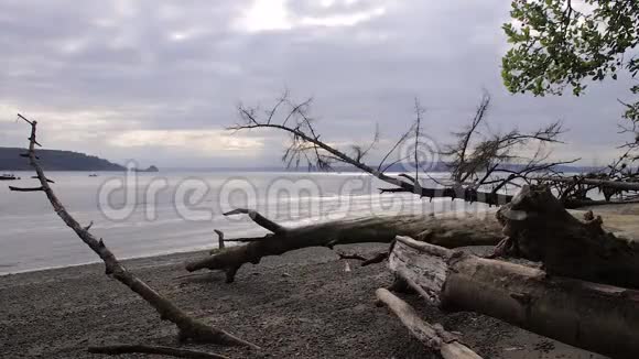 普吉特海峡岸边的漂流木视频的预览图