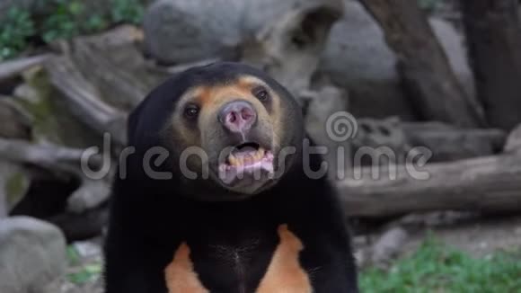 太阳熊马来西亚人视频的预览图