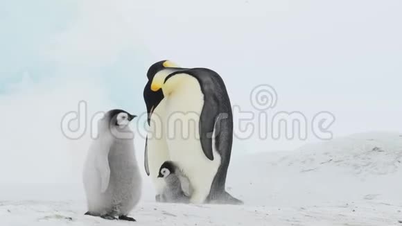 企鹅皇帝带着小鸡在南极洲视频的预览图