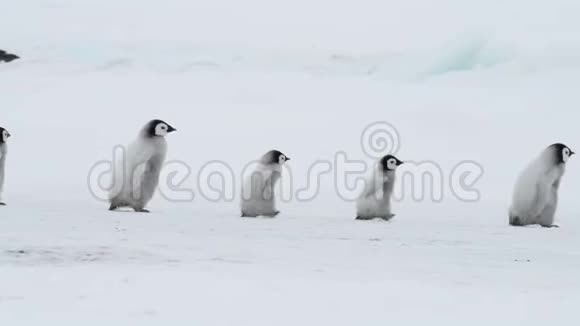 企鹅皇帝带着小鸡在南极洲视频的预览图
