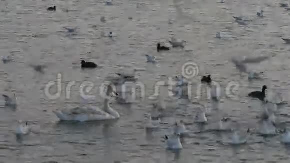湖中许多海鸥鸭子和天鹅在游泳和潜水鸟儿在河里觅食视频的预览图