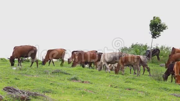 在绿色牧场放牧的泰国家庭肉牛视频的预览图