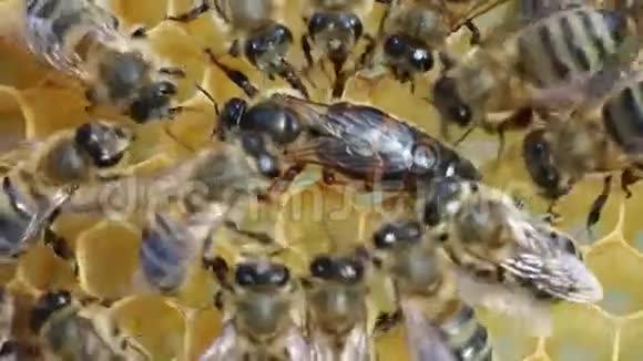 蜂王和蜜蜂视频的预览图