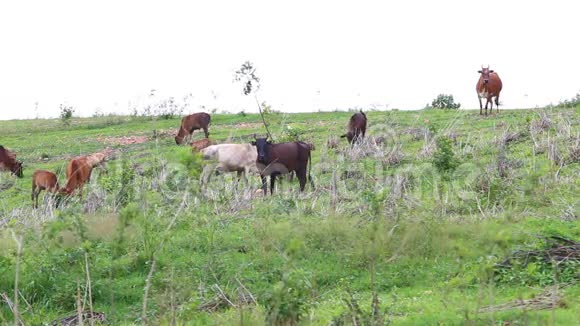在绿色牧场放牧的泰国家庭肉牛视频的预览图
