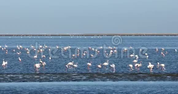 纳米比亚沃尔维斯湾RosyFlamingo殖民地非洲野生动物视频的预览图
