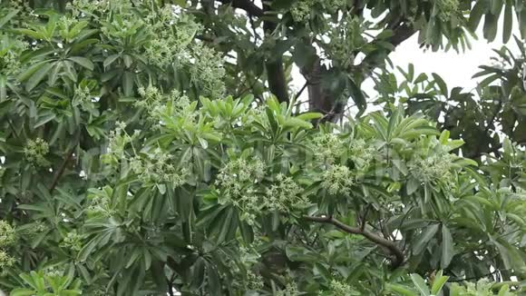 黑板树的绿花视频的预览图