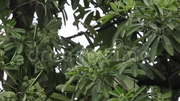 黑板树的绿花视频的预览图