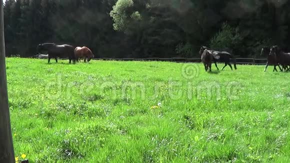 马在围场上自由奔跑视频的预览图