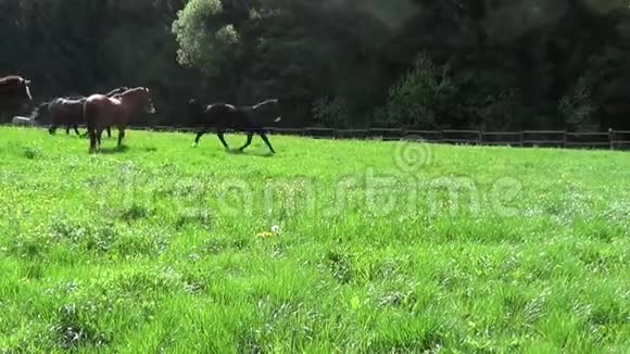 马在围场上自由奔跑视频的预览图