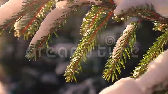 雪地里的树视频的预览图