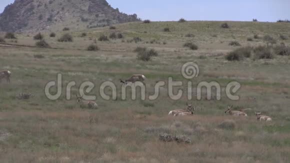 辙叉角羚羊视频的预览图