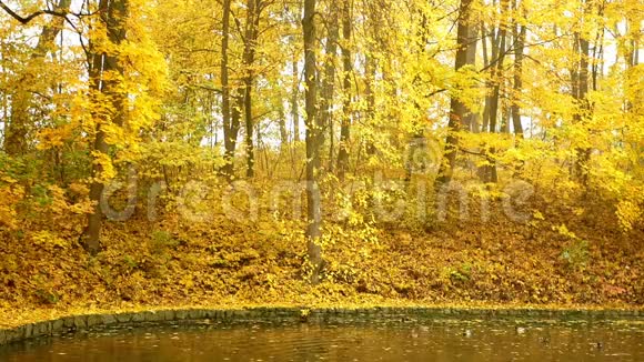 公园的叶子秋天视频的预览图
