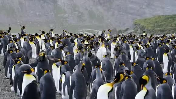 南乔治亚的国王企鹅视频的预览图