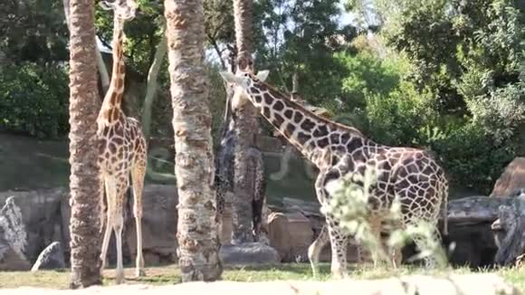 西班牙巴伦西亚市动物园里的动物视频的预览图