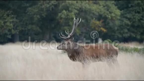 红鹿鹿鹿角视频的预览图