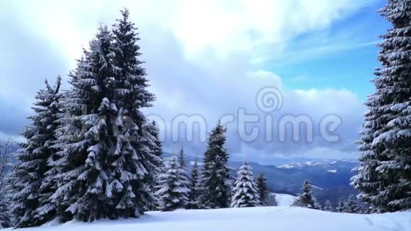 冬季景观雪林树视频的预览图