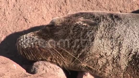 海豹狮子在加拉帕戈斯海滩放松视频的预览图