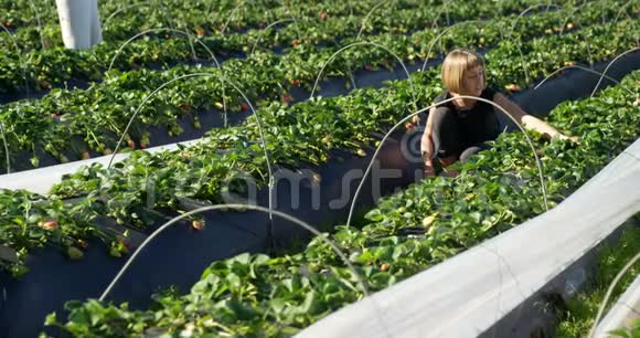 在农场摘草莓的女孩视频的预览图