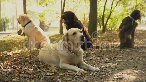 狗种拉布拉多金色视频的预览图