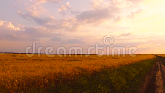 夕阳下的金色小麦视频的预览图