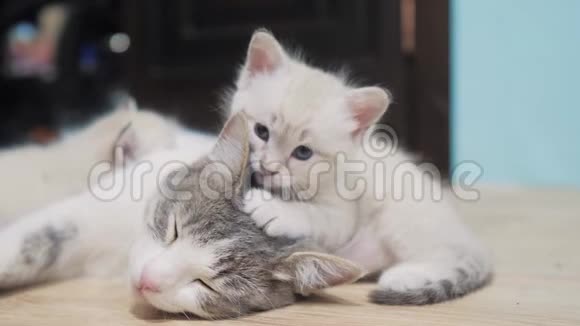 小可爱的小猫生活方式睡在猫妈妈旁边猫家庭关心爱友谊和理解可爱的宠物视频的预览图