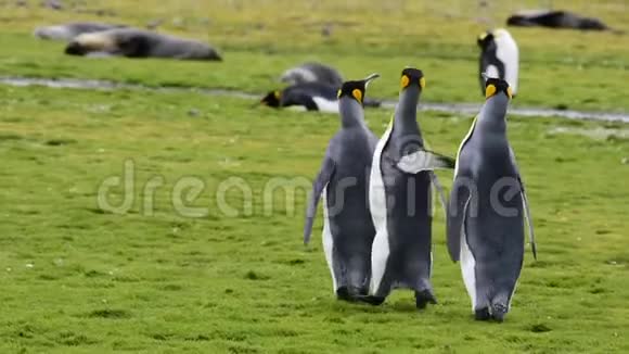 南乔治亚的企鹅国王视频的预览图