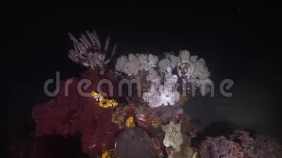 珊瑚礁菲律宾明多罗视频的预览图