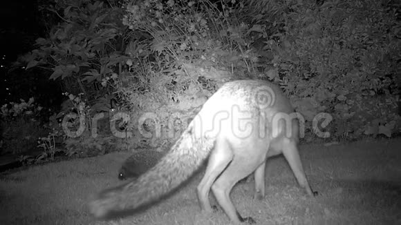 城市狐狸在房子花园的夜晚与刺猬视频的预览图
