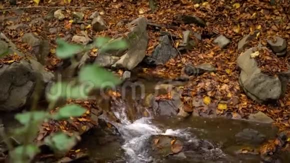 秋天的森林山林之中山河流着冷水视频的预览图