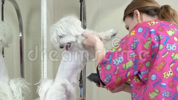 狗美容师和白色麦芽糖视频的预览图