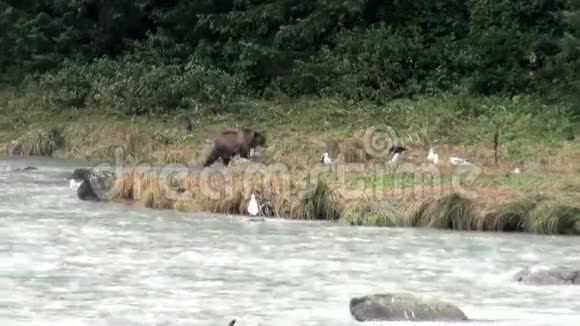 棕熊在雨天吃鱼视频的预览图