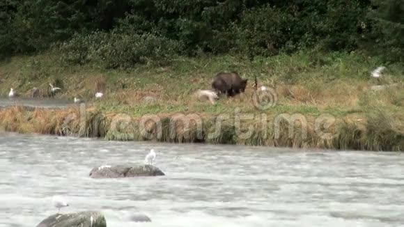 棕熊在雨天吃鱼视频的预览图