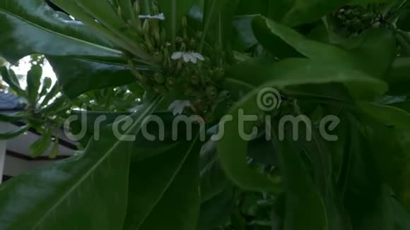 热带绿树植物视频的预览图