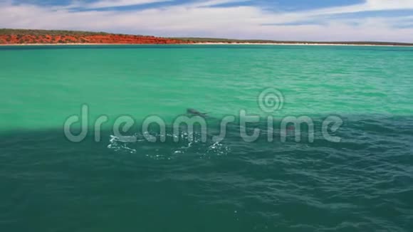 海豚在水里玩得很开心视频的预览图