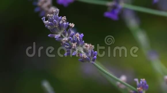 紫色花朵的细节视频的预览图