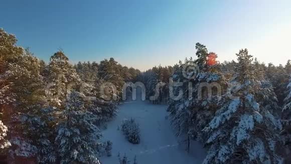 一个美丽的冬季景色松林和树木覆盖雪视频的预览图