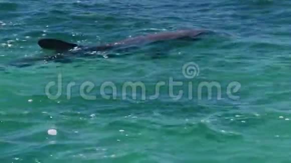 海豚在水里玩得很开心视频的预览图