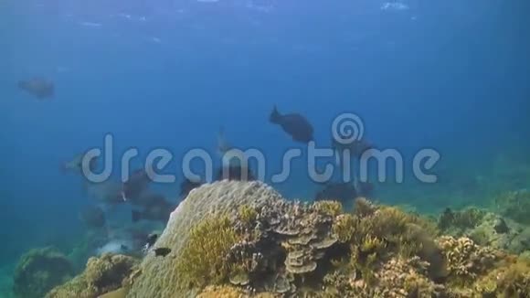 驼峰鹦鹉鱼视频的预览图