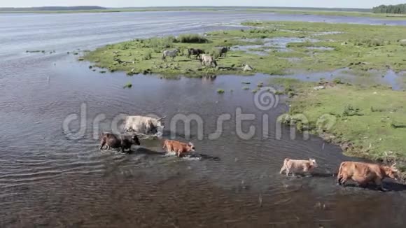 野牛在英格兰湖游泳野马在草地上吃东西拉脱维亚视频的预览图