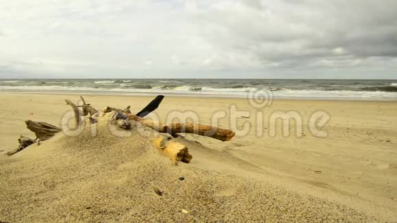 波罗的海海滩的漂流木视频的预览图