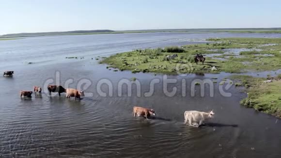野牛在英格兰湖游泳野马在草地上吃东西拉脱维亚视频的预览图
