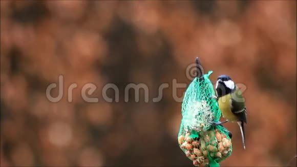 用鸟食坚果和脂肪球喂鸟视频的预览图