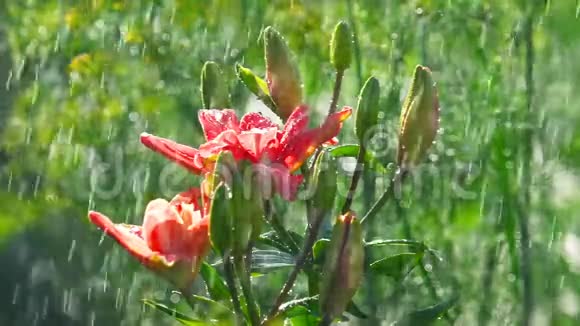粉红百合花下雨视频的预览图