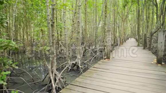 泰国雷公东红树林中的木桥视频的预览图