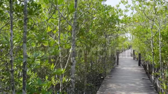 泰国雷公东红红树林或金红树林区的木桥视频的预览图