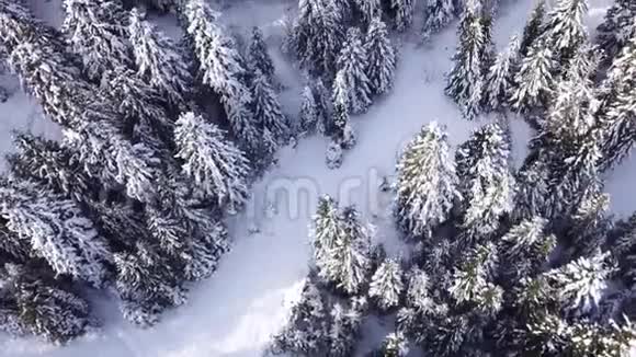 针叶林从上面看空中景观视频的预览图