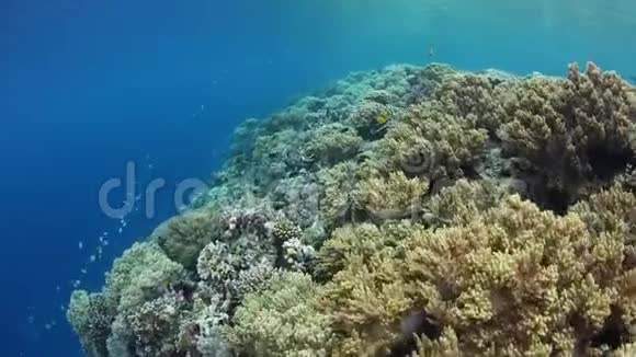 瓦卡托比国家公园美丽的珊瑚礁视频的预览图