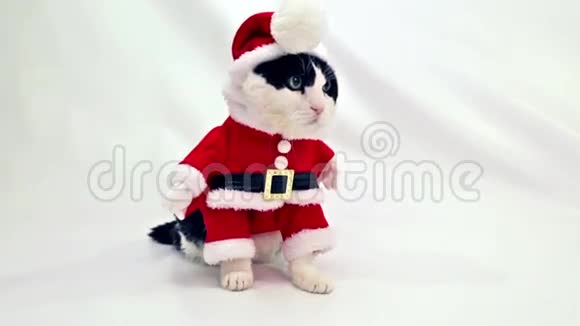 小猫圣诞老人视频的预览图