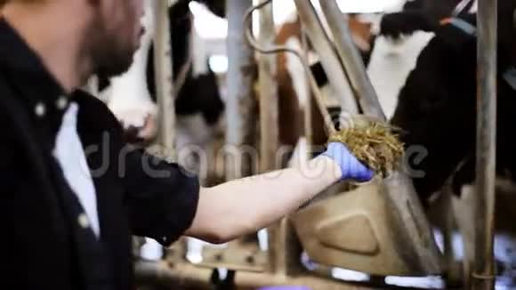 在奶牛场用干草喂奶牛的人视频的预览图