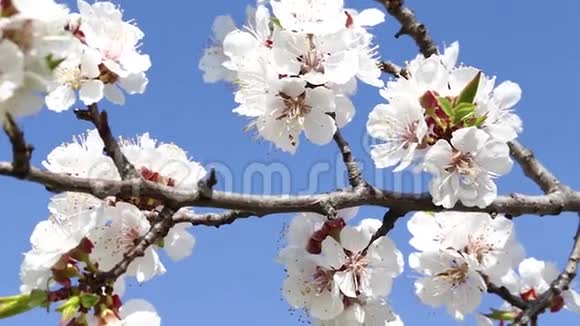 新鲜的春天背景视频的预览图